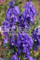 Blüten des Blauen Eisenhuts (Aconitum napellus)