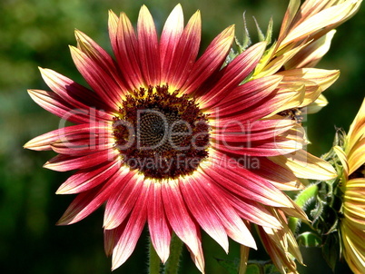 Nahaufnahme einer Sonnenblume mit auffallender Blattfärbung in rot und gelb