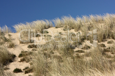 Dünenvegetation auf Sylt