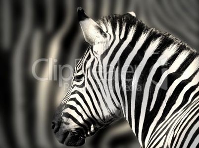 Detailaufnahme eines Zebrakopfes mit Zebrastreifen im Hintergrund