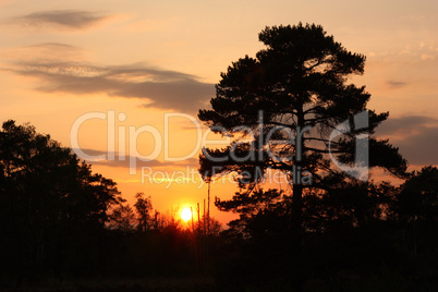 Sonnenuntergang mit Waldkiefer im Schnaakenmoor