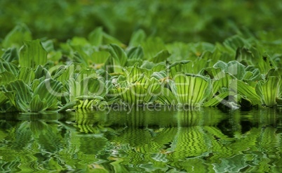 Wasserpflanzen auf einem See mit Spiegelung