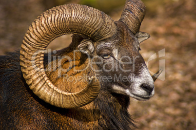 Widder Bock Portraitaufnahme mit stattlichen Hörnern