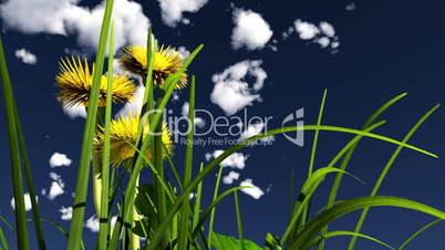 yellow flower and white clouds