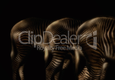 Detailaufnahme dreier Zebrahinterteile mit charakteristischer Fellzeichnung