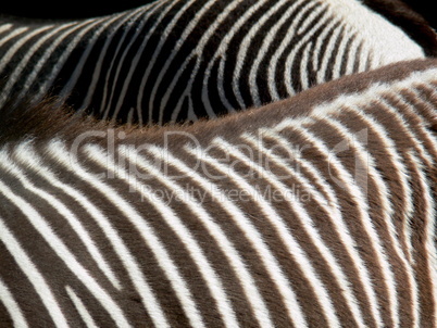 Detailaufnahme zwei Zebras mit charakteristischer Fellzeichnung