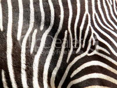 Detailaufnahme eines Zebras mit charakteristischer Fellzeichnung