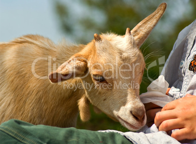 Kleine Ziege lässt sich vertrauenvoll von einer Kinderhand streicheln