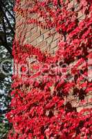 Wilder Wein (Parthenocissus tricuspidata) im Herbstlaub