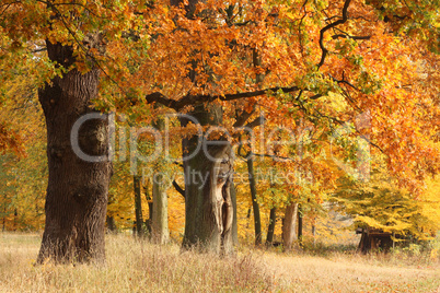 Eichen im Herbstlaub