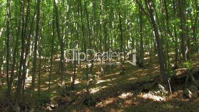 HD forest with high green trees