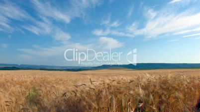 HD wheat field under a blue sky with clouds