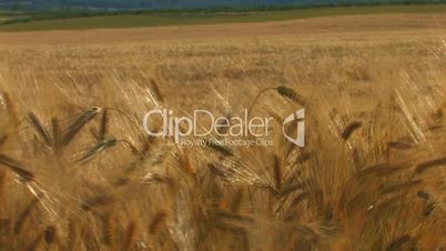 HD golden ripe wheat field, moving from the wind