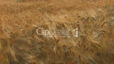 HD golden ripe wheat field, moving from the wind