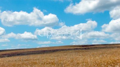 HD wheat field under a blue sky with clouds, time lapse