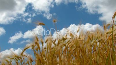 HD ears of wheat against the backdrop of blue sky