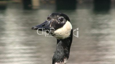Canada Goose Eating Grass - Close Up
