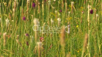 HD green meadow closeup
