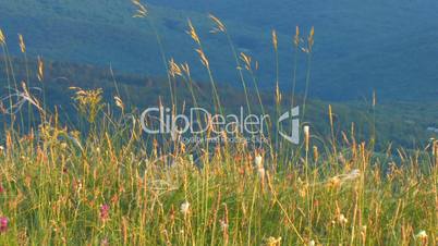 HD green meadow close up