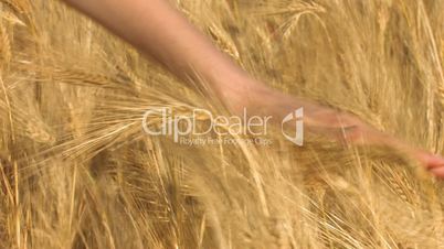HD Women's hand strokes the ears of wheat
