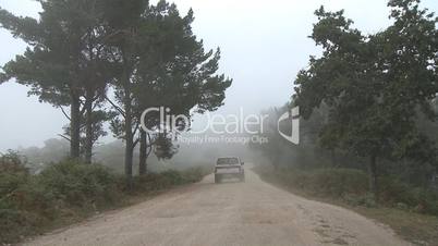 Forest road car fog