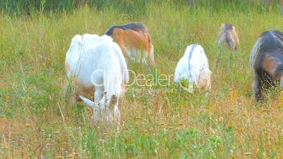 HD goats on pasture