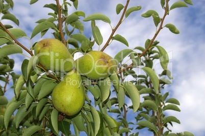 Birnenbaum