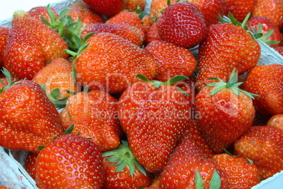 Erdbeeren