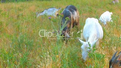 HD goats on pasture