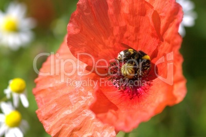 Klatschmohn