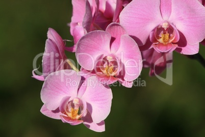 Orchidee