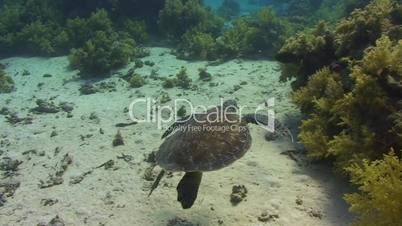 091124 baby sea turtle swimming -73