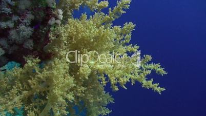 091124 soft coral -20