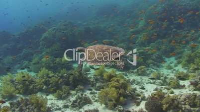 091124 baby sea turtle swimming -71