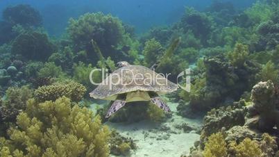 091124 baby sea turtle swimming -72