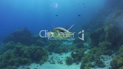 091124 baby sea turtle swimming -86
