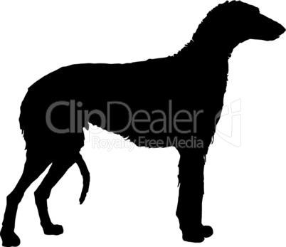 Schwarze Silhouette von einem Windhund
