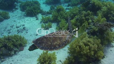 091124 baby sea turtle swimming-88