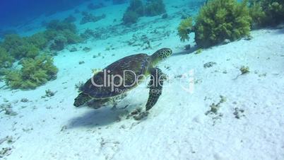 091124 baby sea turtle swimming-92