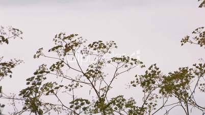 HD plant on background of sky