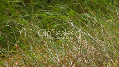 HD green grass after rain closeup