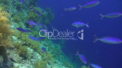 091124 shoal of blue tropical fish -42