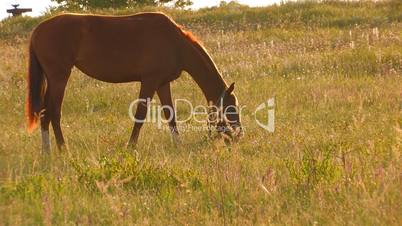 HD horse grazing in a pasture