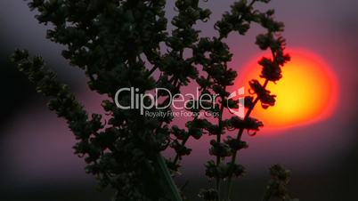 HD sunset red sun in a field on the background of plant