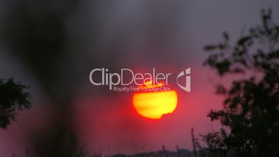 HD sunset red sun in a field on the background of the plant
