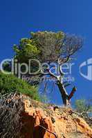 Algarve Bäume 7
