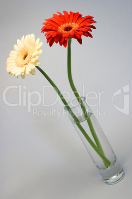 Gerbera