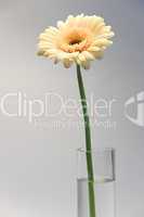 Gerbera