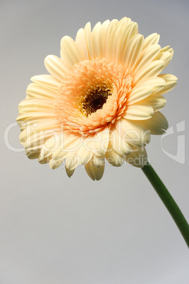 Gerbera