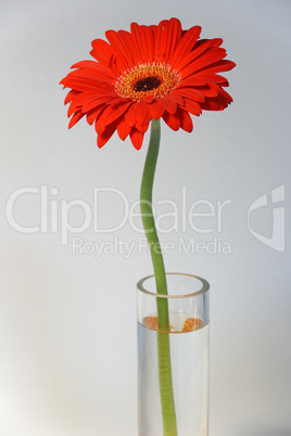 Gerbera